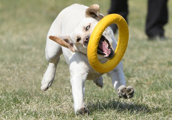 Russia Dog Training Competitions