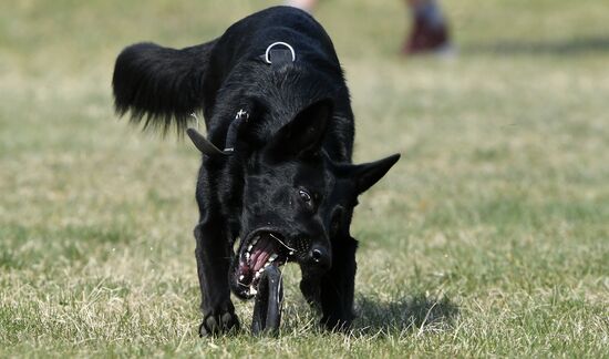 Russia Dog Training Competitions