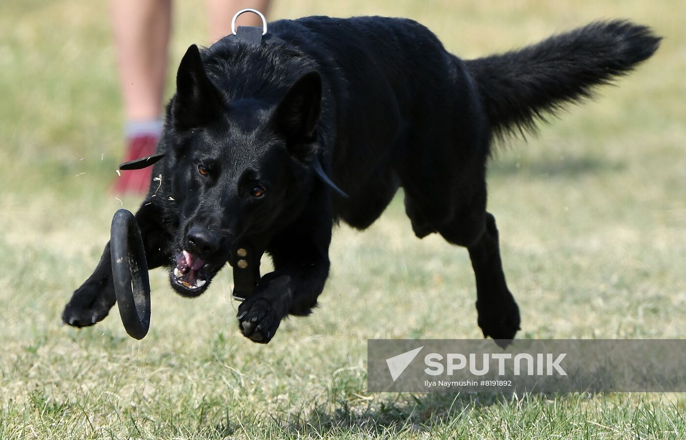 Russia Dog Training Competitions