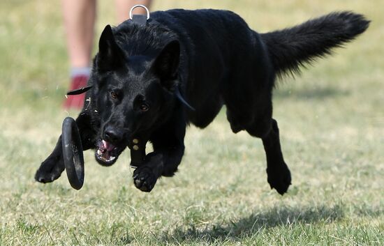 Russia Dog Training Competitions