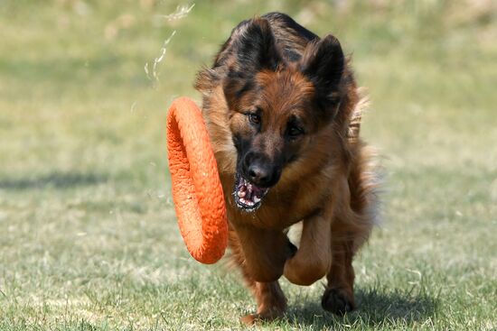 Russia Dog Training Competitions