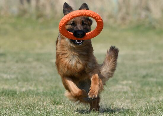 Russia Dog Training Competitions