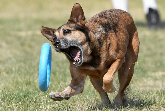 Russia Dog Training Competitions