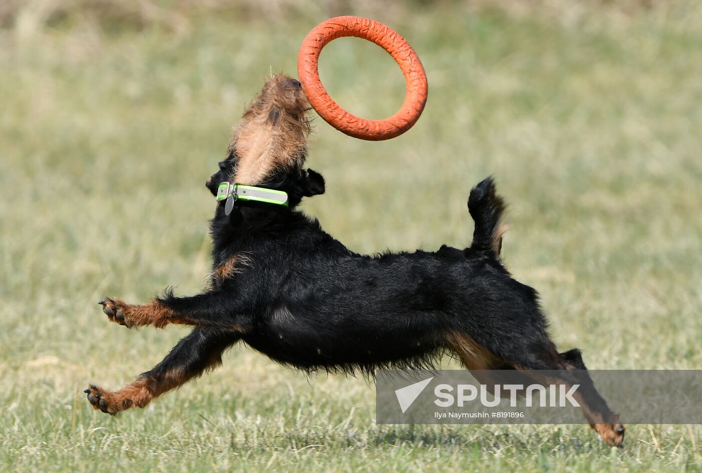 Russia Dog Training Competitions