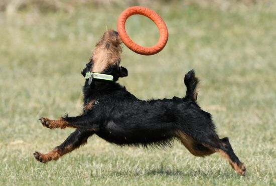 Russia Dog Training Competitions