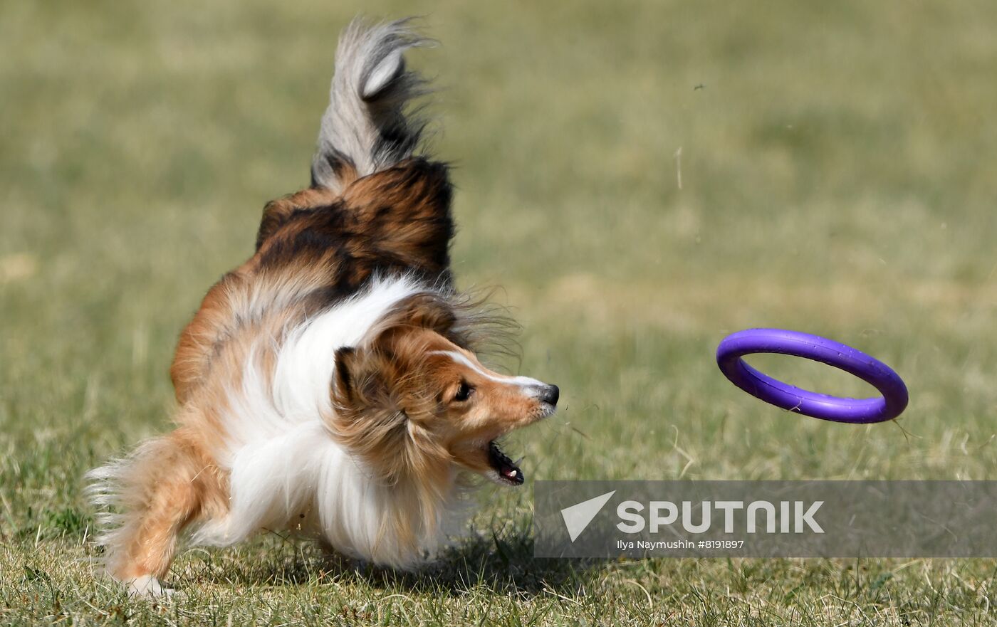 Russia Dog Training Competitions