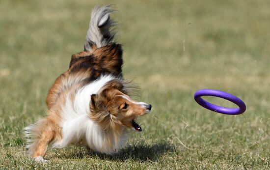 Russia Dog Training Competitions