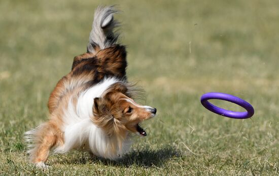 Russia Dog Training Competitions