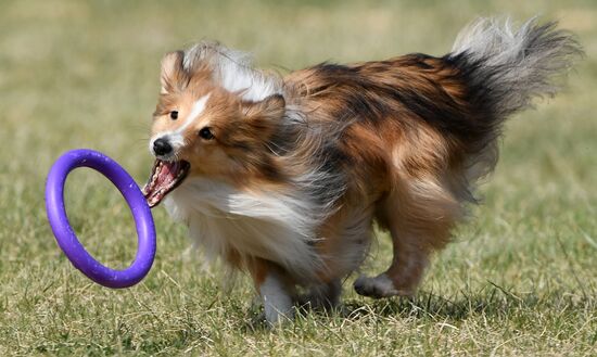 Russia Dog Training Competitions