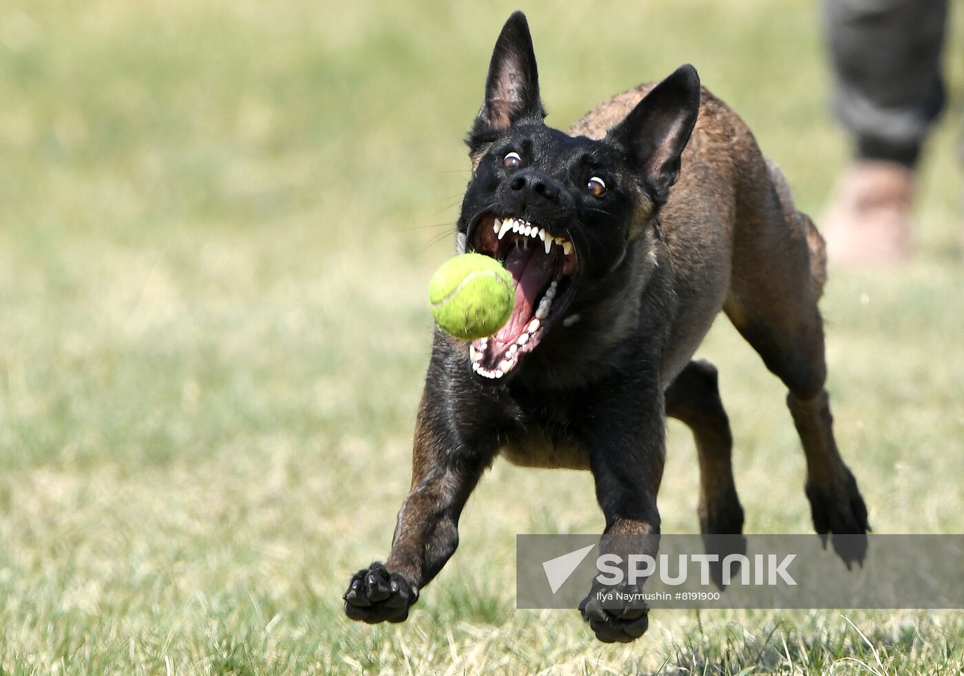 Russia Dog Training Competitions