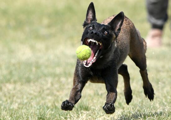 Russia Dog Training Competitions