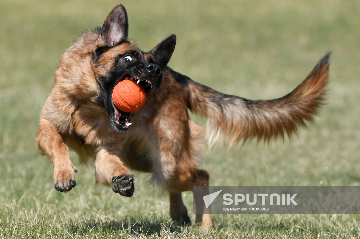 Russia Dog Training Competitions