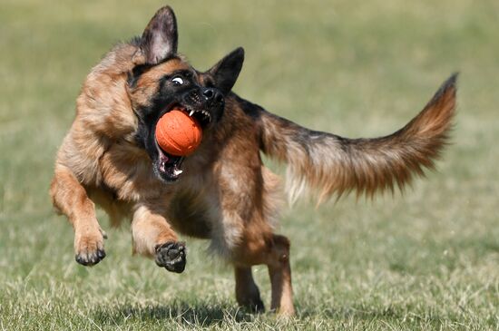 Russia Dog Training Competitions