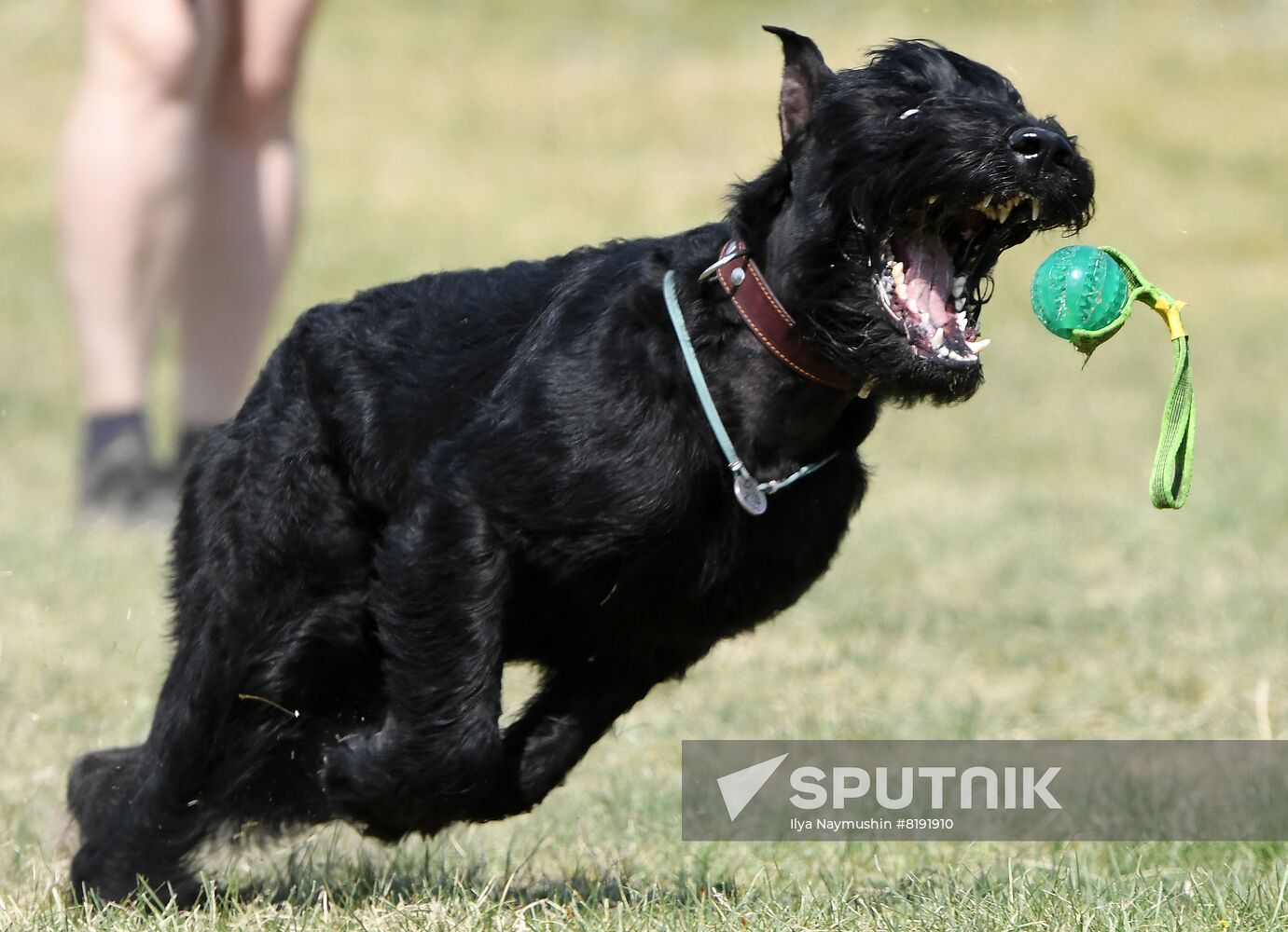 Russia Dog Training Competitions