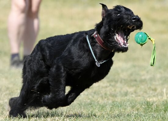 Russia Dog Training Competitions