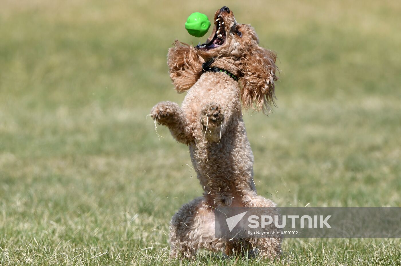 Russia Dog Training Competitions