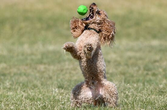 Russia Dog Training Competitions