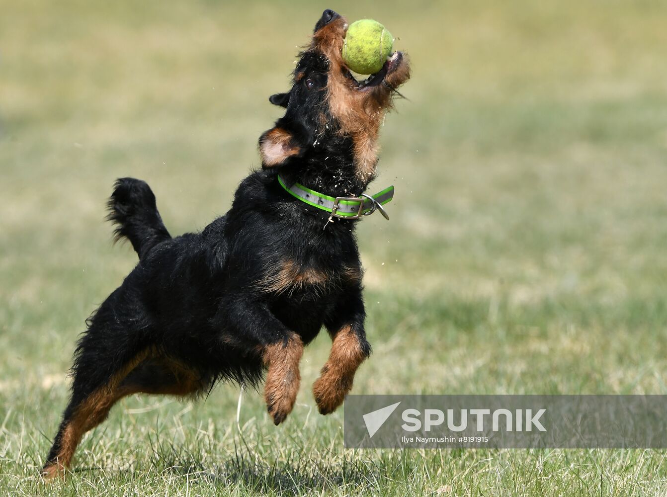 Russia Dog Training Competitions