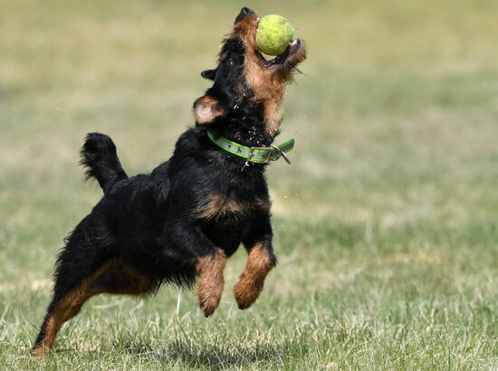 Russia Dog Training Competitions