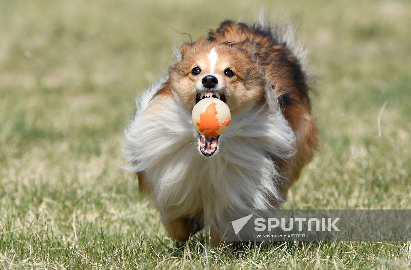 Russia Dog Training Competitions