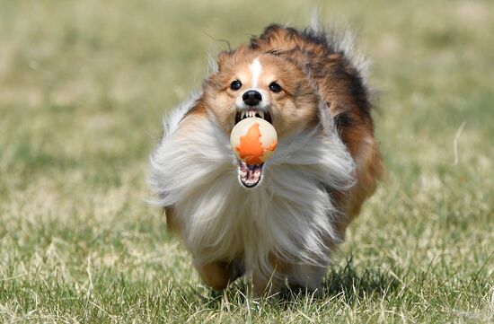 Russia Dog Training Competitions