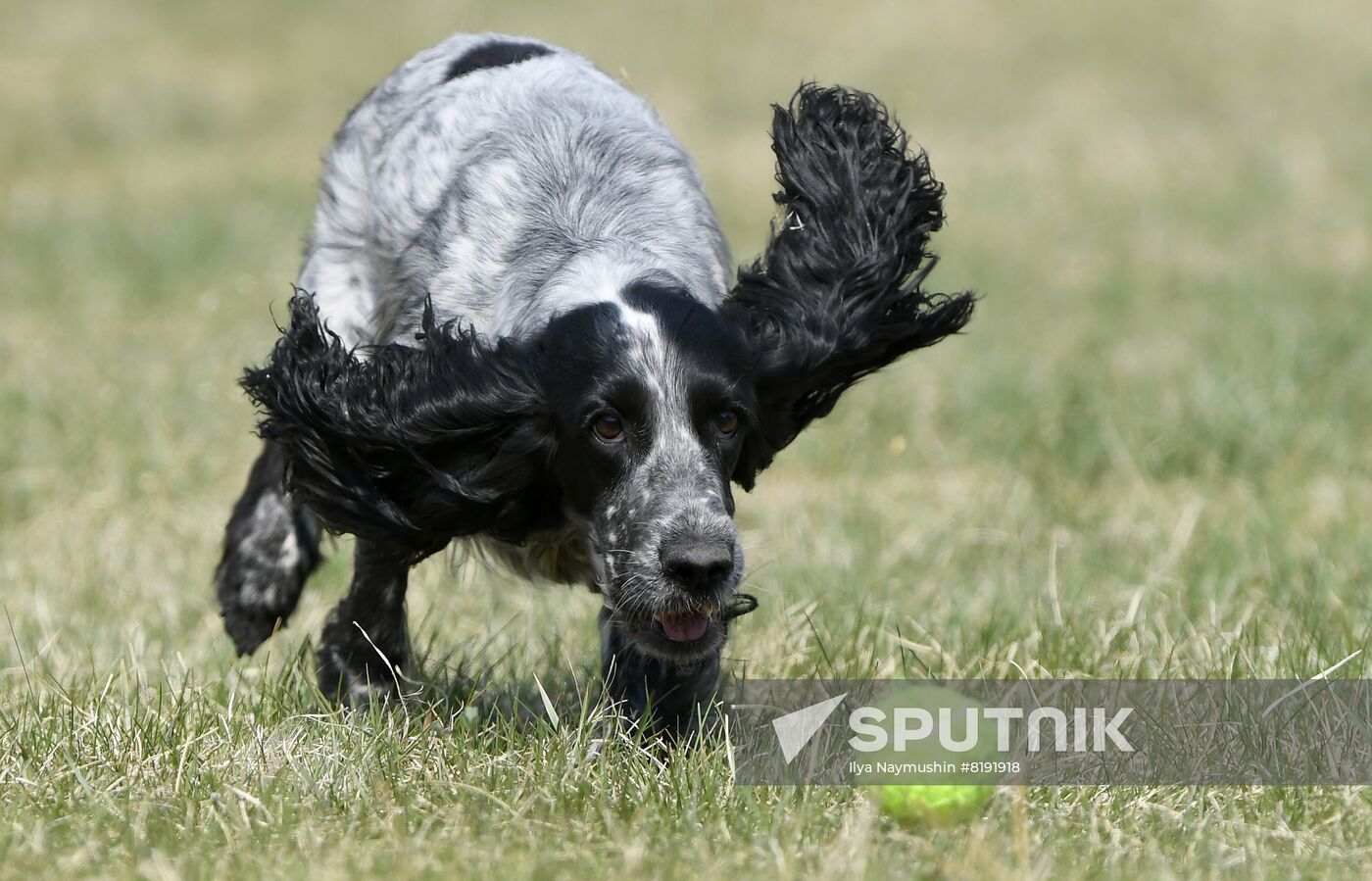 Russia Dog Training Competitions