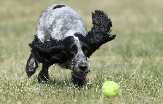 Russia Dog Training Competitions