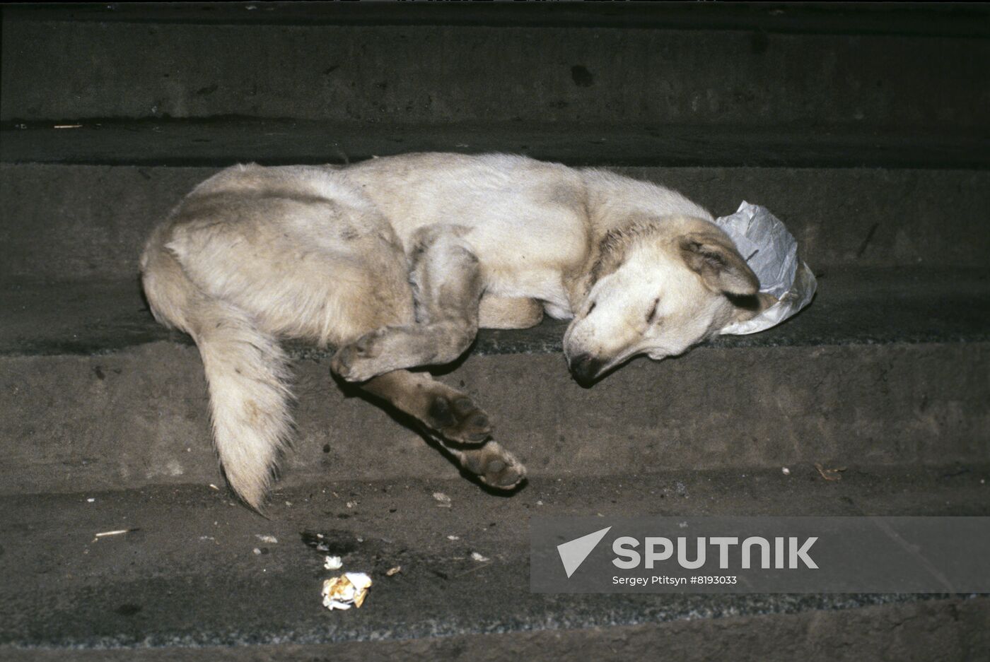 Homeless dog