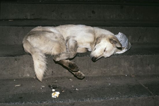 Homeless dog