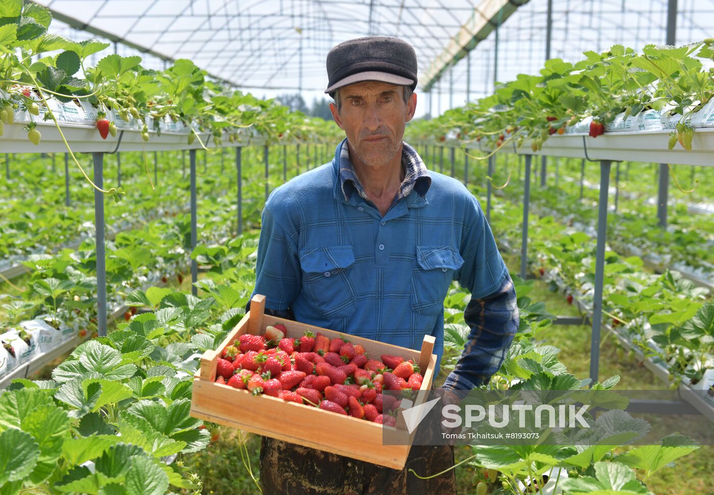 Abkhazia Agriculture Strawberry Harvest