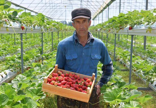 Abkhazia Agriculture Strawberry Harvest