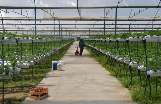 Abkhazia Agriculture Strawberry Harvest