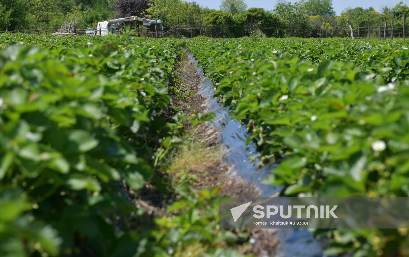 Abkhazia Agriculture Strawberry Harvest