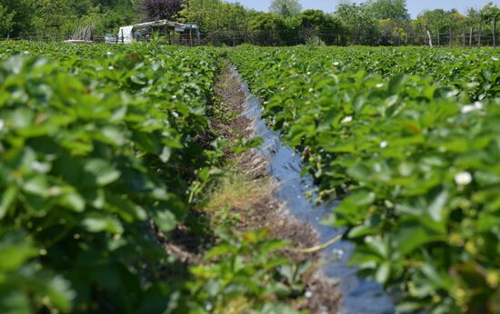 Abkhazia Agriculture Strawberry Harvest
