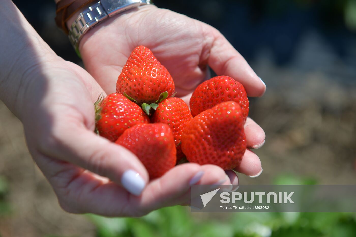 Abkhazia Agriculture Strawberry Harvest