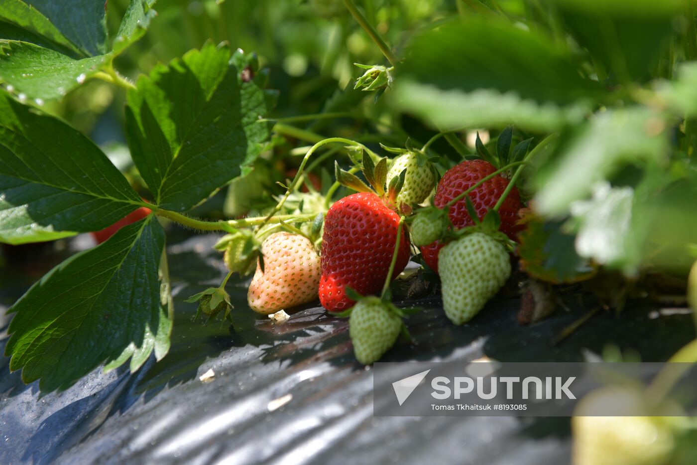 Abkhazia Agriculture Strawberry Harvest