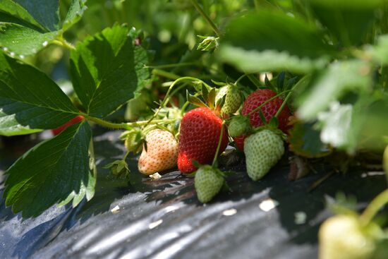 Abkhazia Agriculture Strawberry Harvest