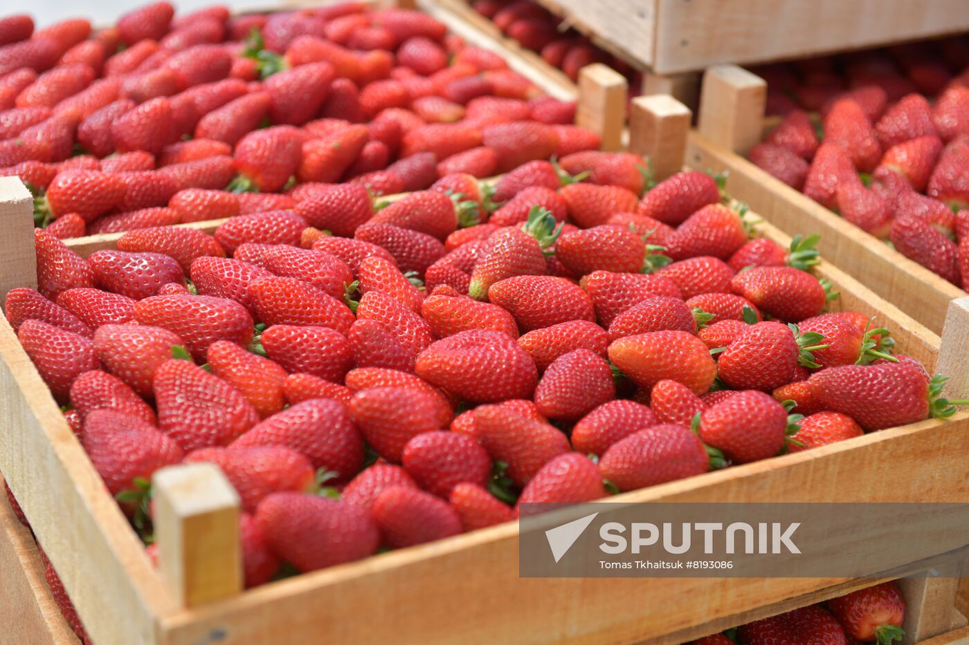 Abkhazia Agriculture Strawberry Harvest