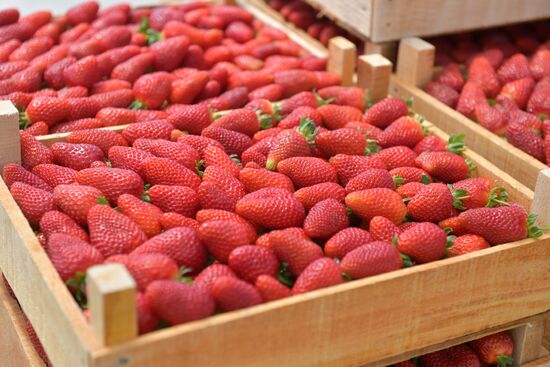 Abkhazia Agriculture Strawberry Harvest