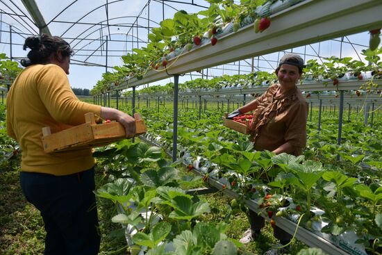 Abkhazia Agriculture Strawberry Harvest