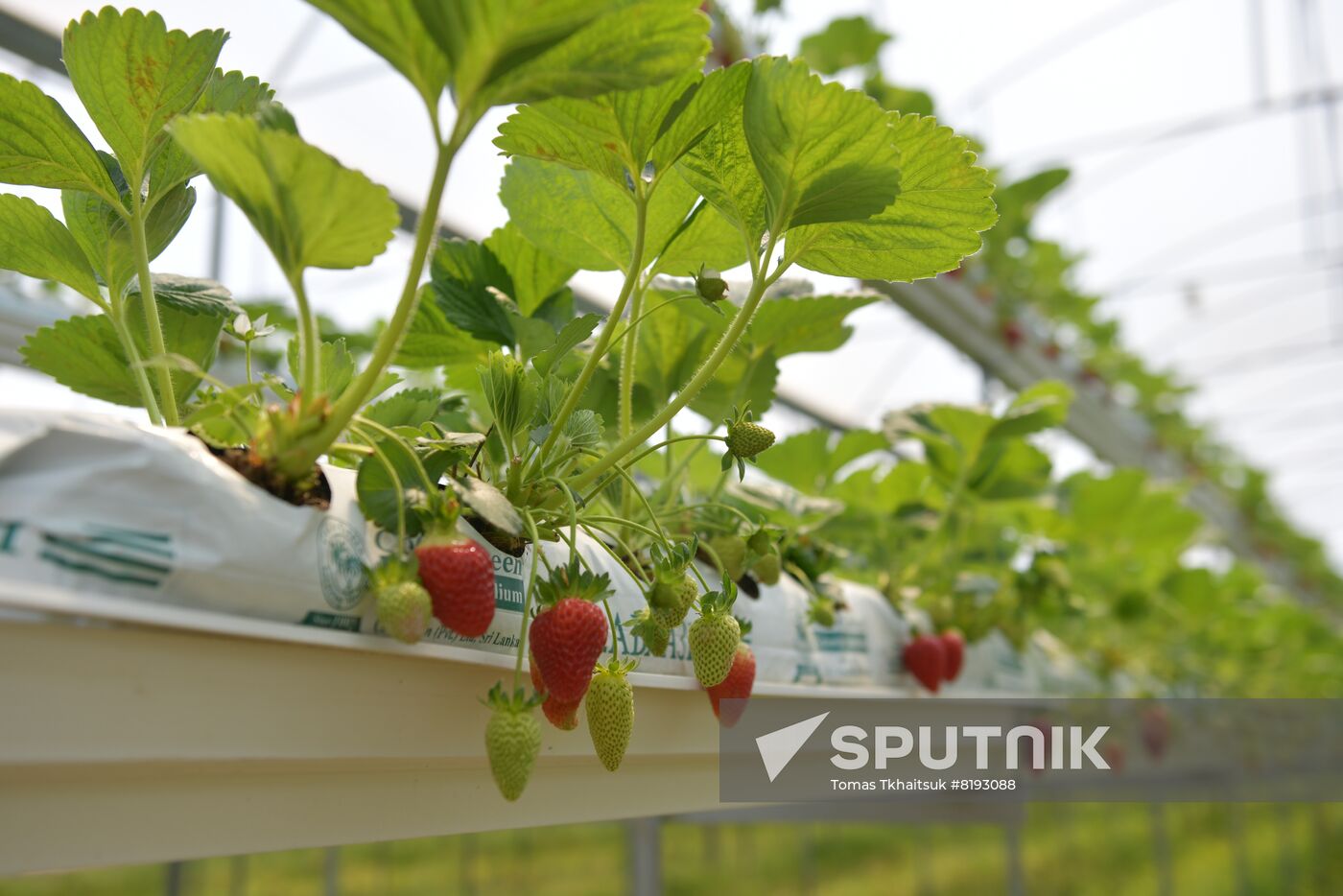 Abkhazia Agriculture Strawberry Harvest