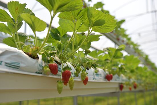 Abkhazia Agriculture Strawberry Harvest