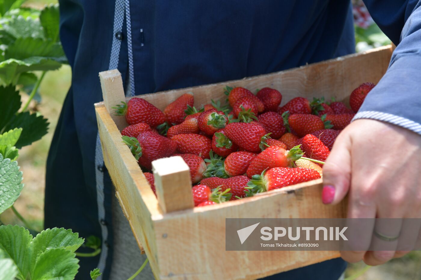 Abkhazia Agriculture Strawberry Harvest