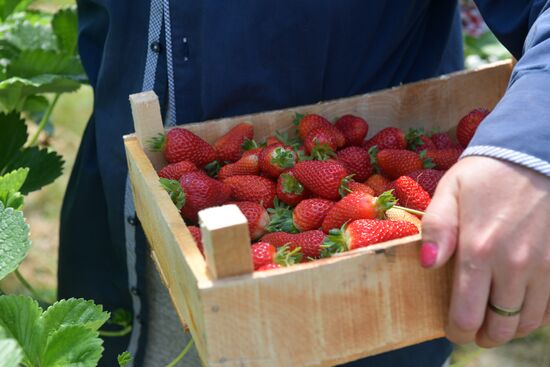 Abkhazia Agriculture Strawberry Harvest