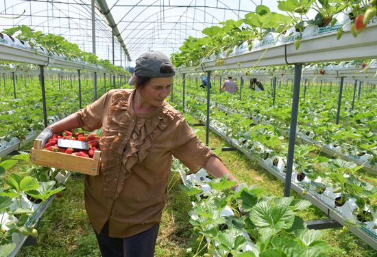 Abkhazia Agriculture Strawberry Harvest