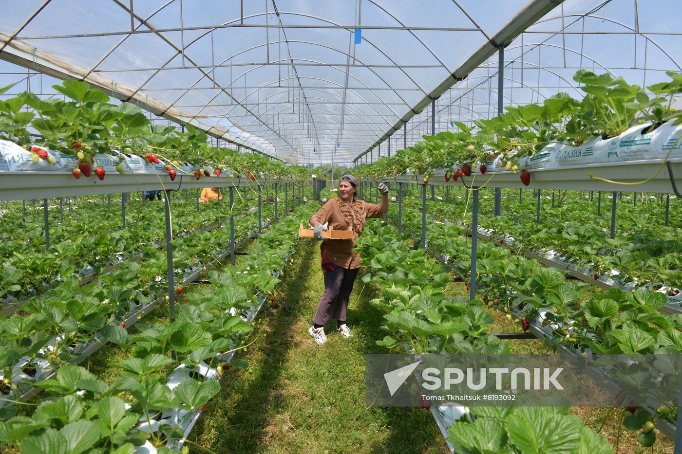 Abkhazia Agriculture Strawberry Harvest