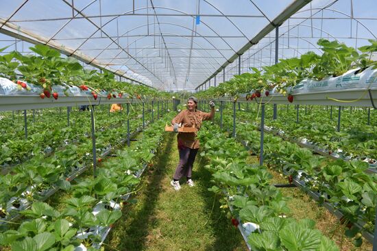 Abkhazia Agriculture Strawberry Harvest