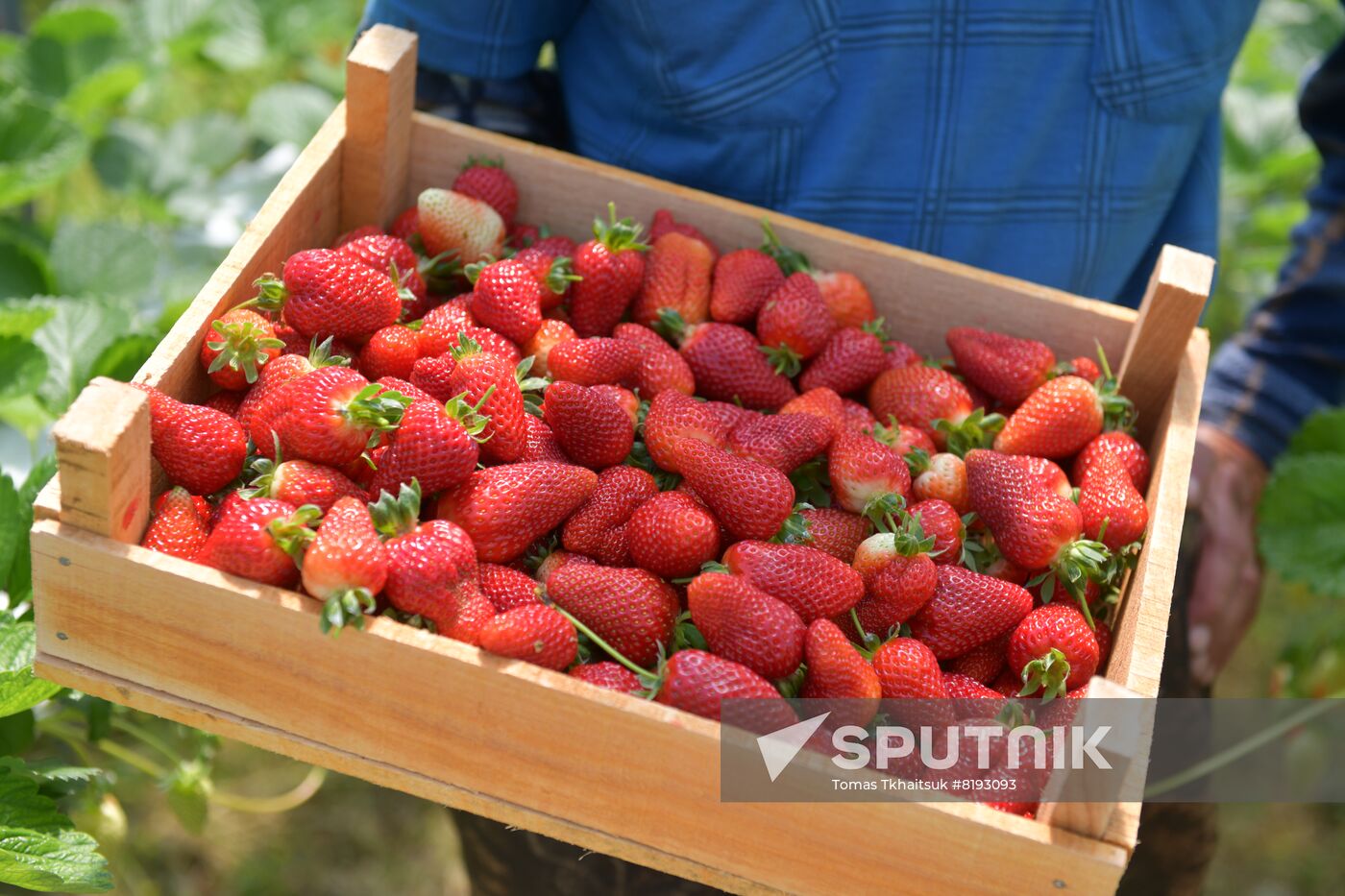 Abkhazia Agriculture Strawberry Harvest