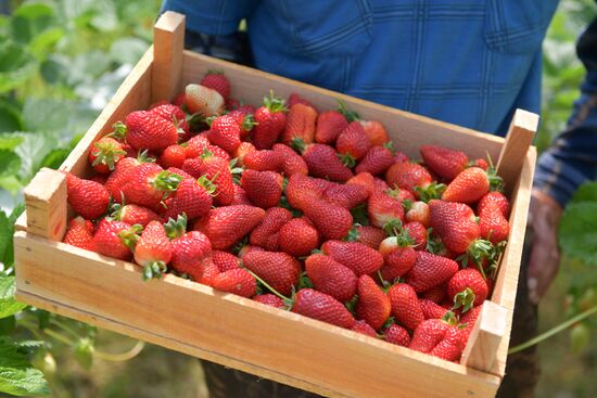 Abkhazia Agriculture Strawberry Harvest
