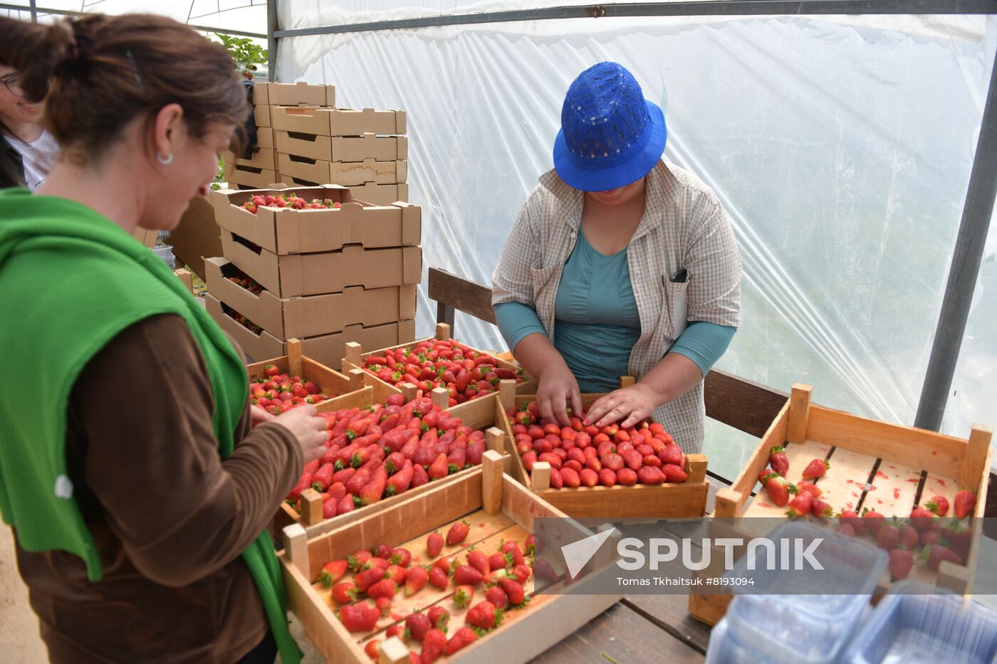Abkhazia Agriculture Strawberry Harvest